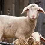lamb