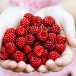 rasberries